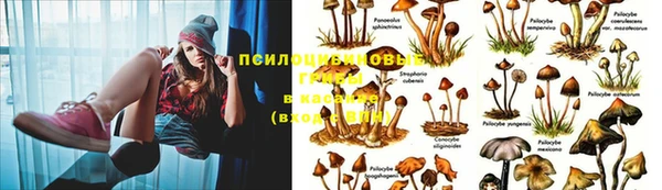 прущие крисы Михайловск
